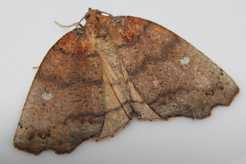 Xylodryas leptoxantha