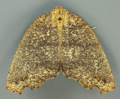 Xylodryas leptoxantha