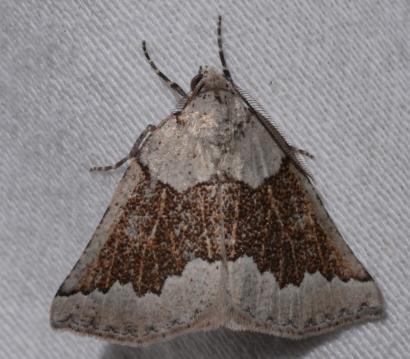 Amelora mesocapna