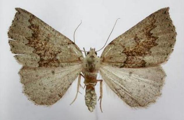 Amelora mesocapna
