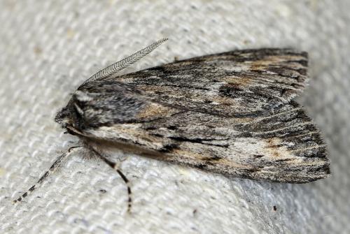 Chlenias nodosus