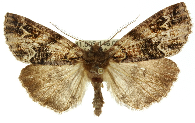Chlenias ochrocrana