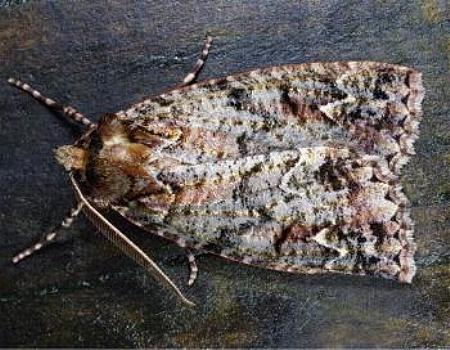 Chlenias ochrocrana