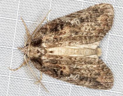 Lyelliana phaeochlora