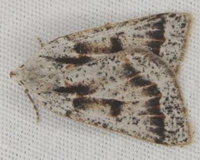 Loweria philocosma