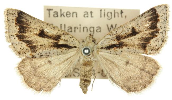 Loweria philocosma