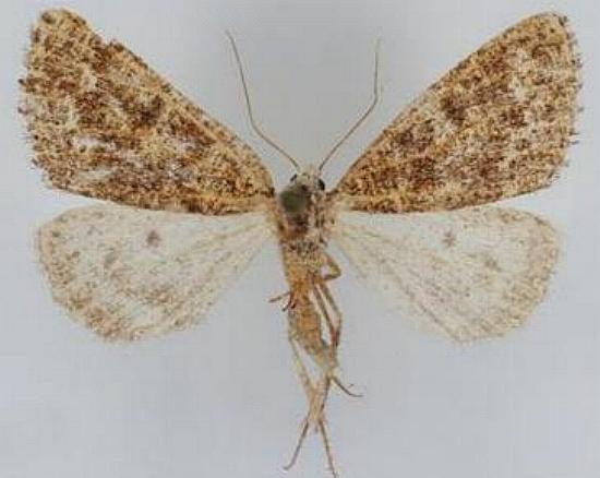 Amelora polychroa