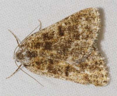 Amelora polychroa