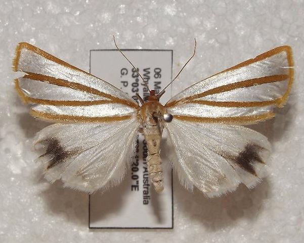 Thalaina tetraclada