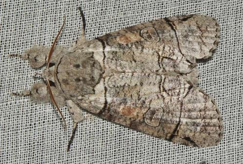 Iscadia pulchra