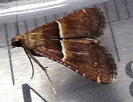 Endotricha melanchroa