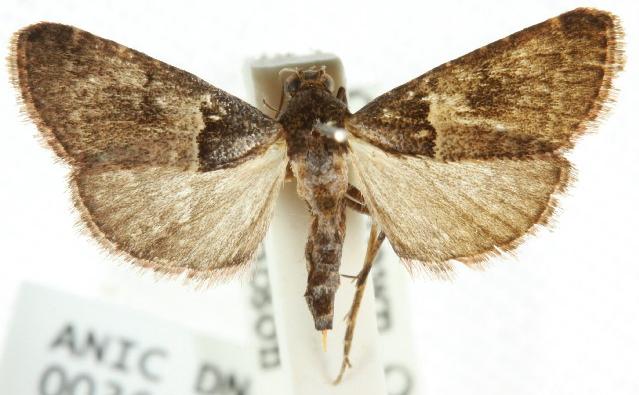 Endotricha melanchroa