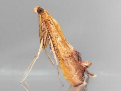 Endotricha pyrosalis