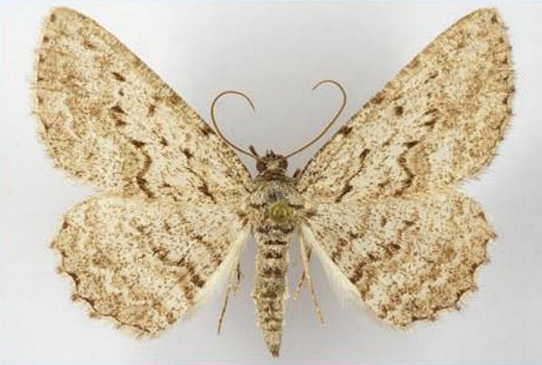 Psilosticha absorpta