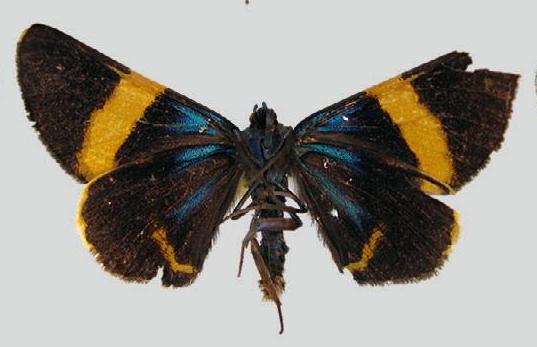 Milionia aetheria