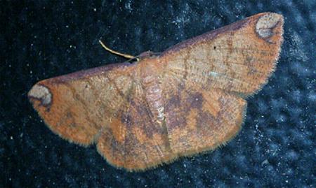Casbia albinotata