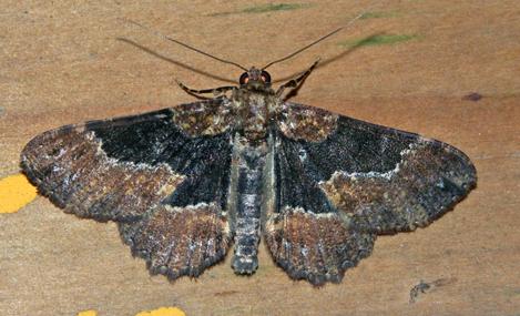 Paradromulia ambigua