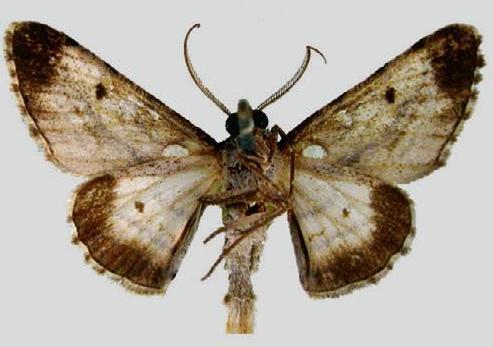 Pachyplocia atmocyma