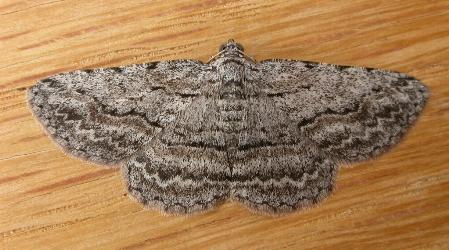 Psilosticha attacta