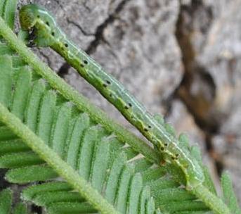 Dissomorphia australiaria