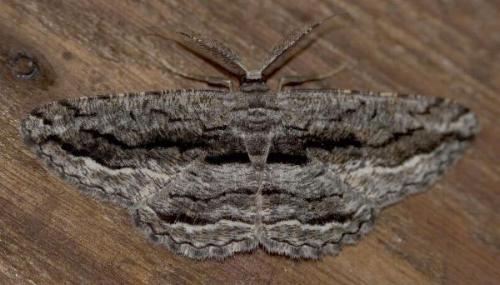 Scioglyptis canescaria