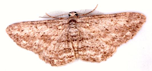 Phelotis cognata