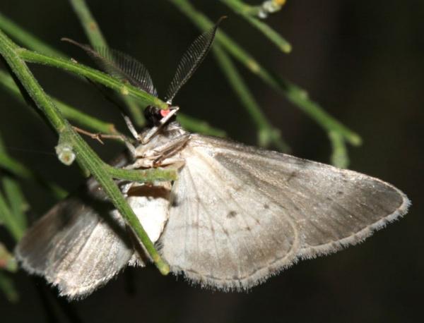 Phelotis cognata