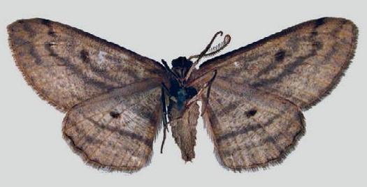 Hypomecis conspersa
