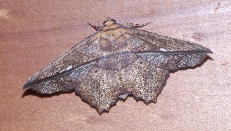 Polyacme dissimilis