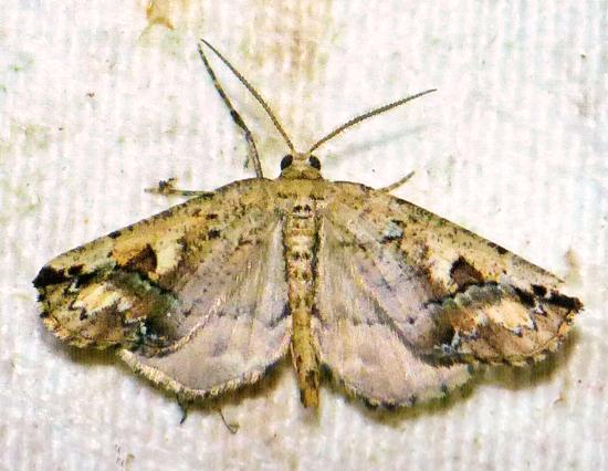 Neogyne elongata