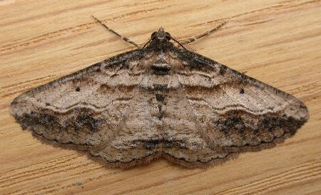 Syneora euboliaria
