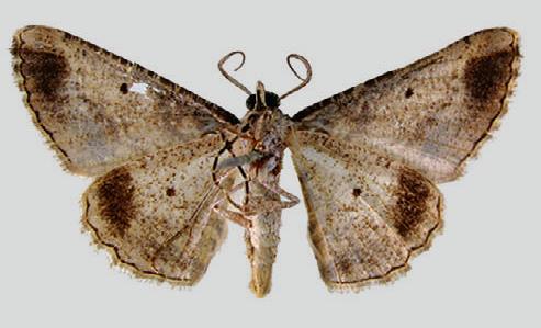 Syneora euboliaria
