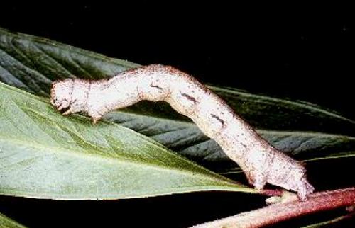 Ectropis excursaria