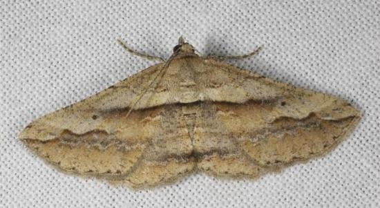 Syneora excursaria