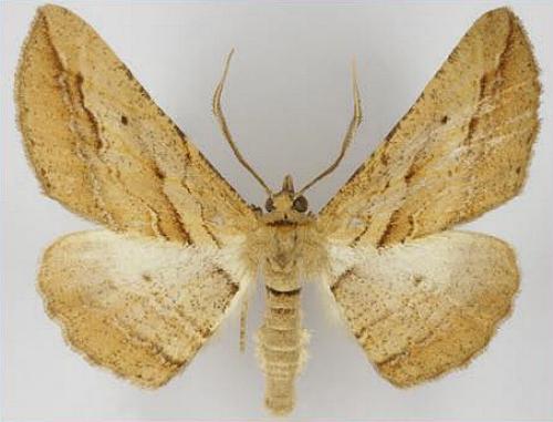 Syneora excursaria