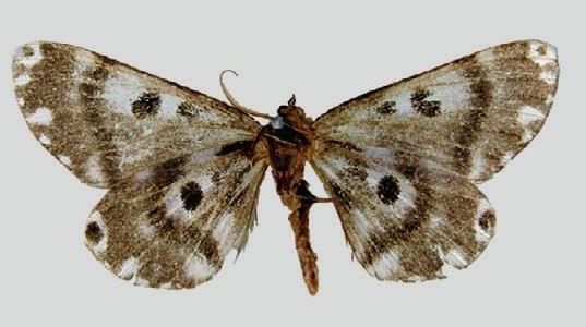 Heterogena exitela