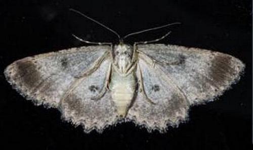 Ectropis fractaria