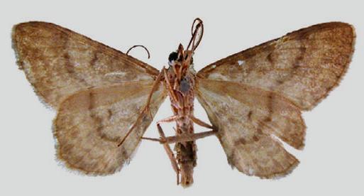 Ectropis fragilis
