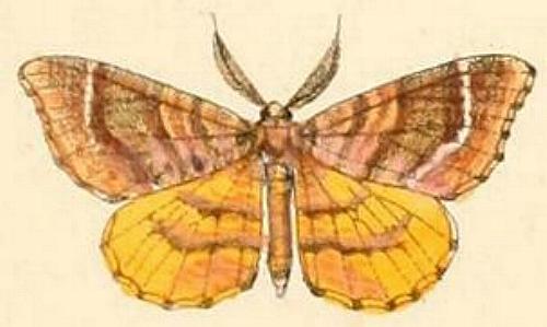 Hyposidra janiaria