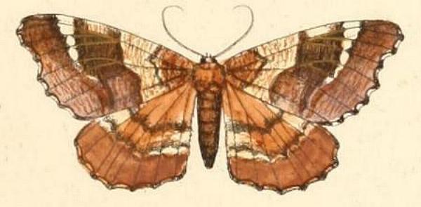 Hyposidra janiaria