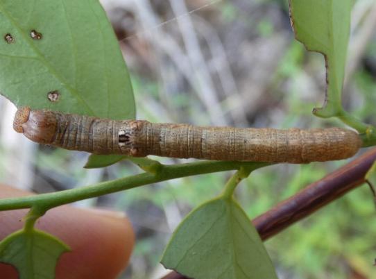 Cleora lacteata