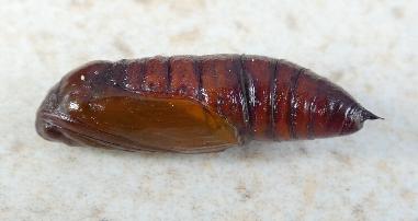 Cleora lacteata