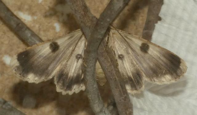 Cleora lacteata