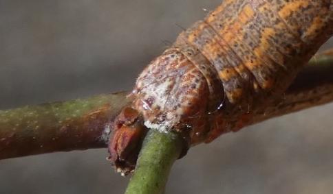 Cleora lacteata