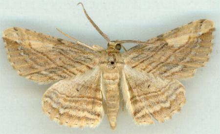 Syneora lithina