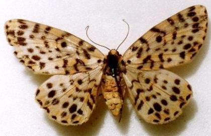 Bracca matutinata