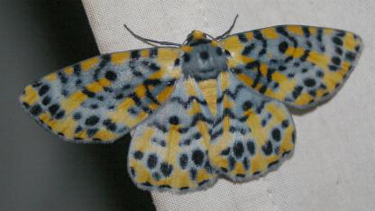 Bracca matutinata