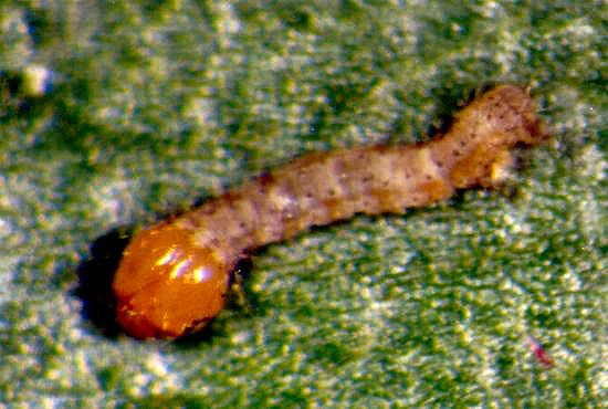 Casbia melanops