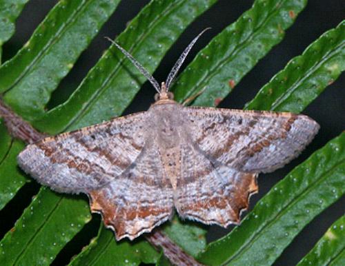 Oxymacaria odontias