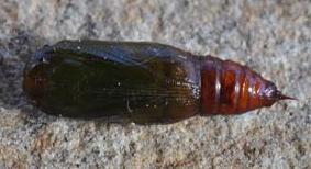 Boarmia panconita